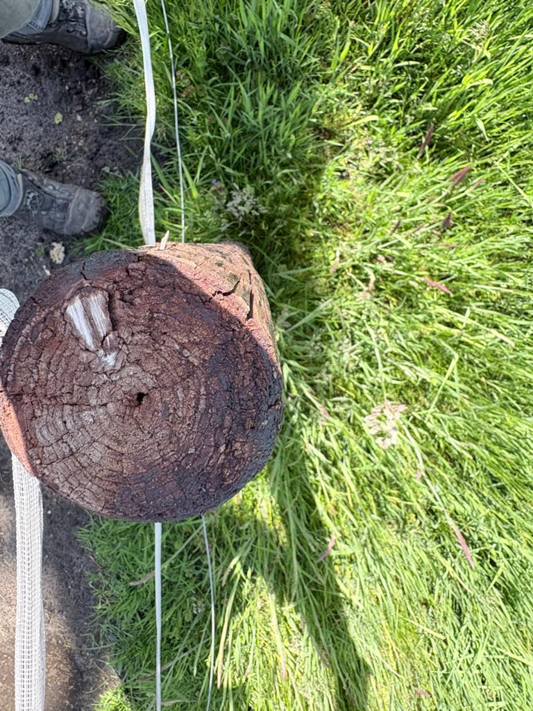 Palen tekoop, Dieren en Toebehoren, Stalling en Weidegang, Weidegang, 2 of 3 paarden of pony's
