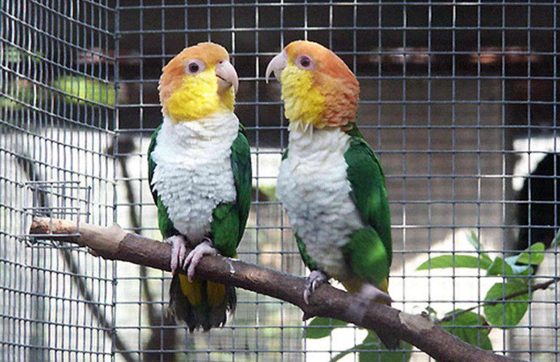 GEZOCHT geeldij/groendij caique tam koppel, Meerdere dieren, Papegaai, Geringd