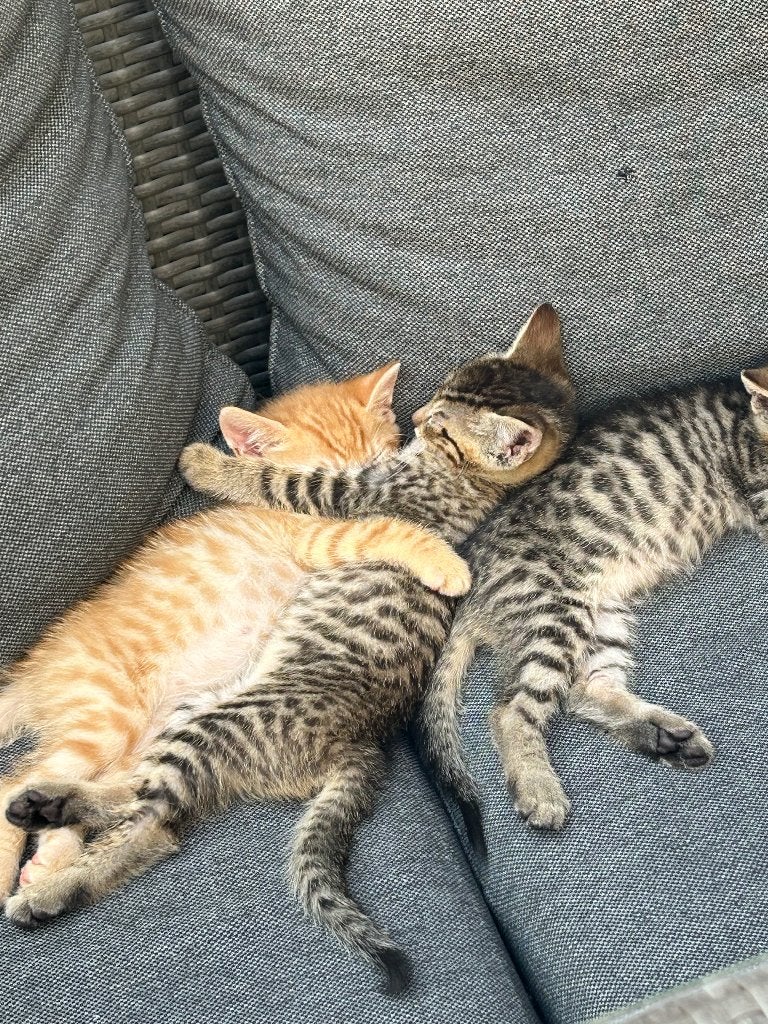 Kittens, Dieren en Toebehoren, Katten en Kittens | Raskatten | Korthaar, Kater, 0 tot 2 jaar, Ontwormd