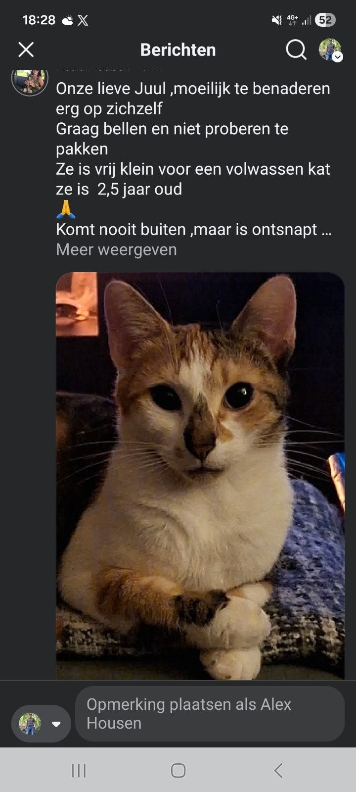 vermist onze binnenpoes, Dieren en Toebehoren