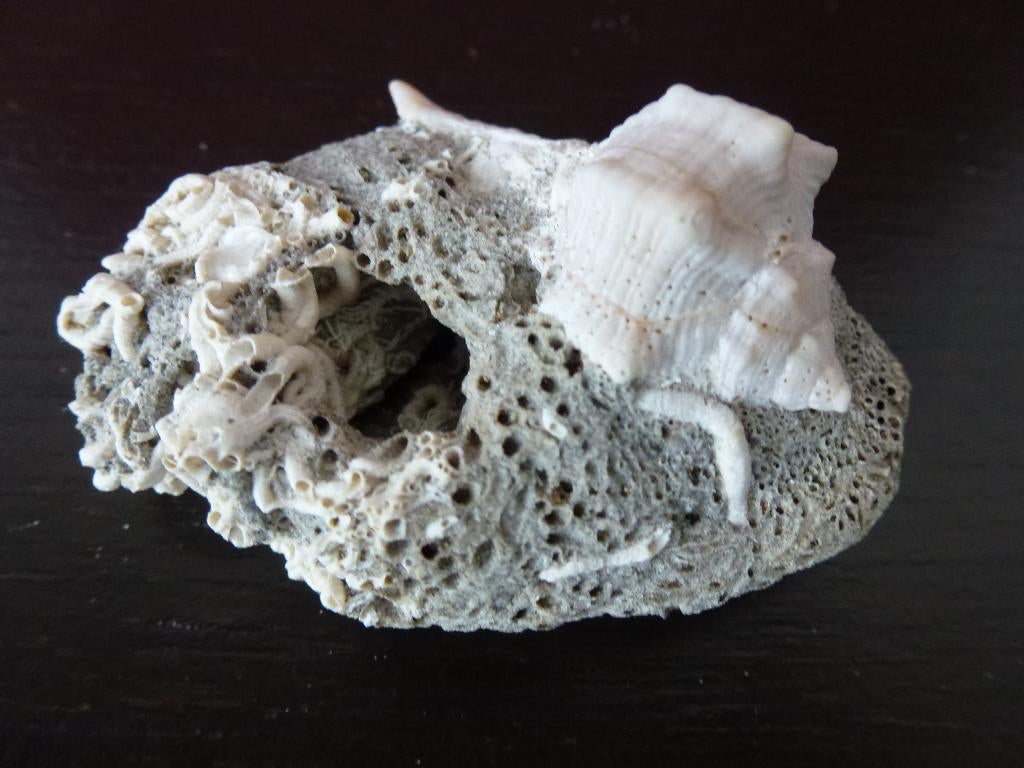 fossiel koraal of een door boorspons (Cliona)  kalksteen., Verzamelen, Mineralen en Fossielen, Fossiel, Ophalen of Verzenden