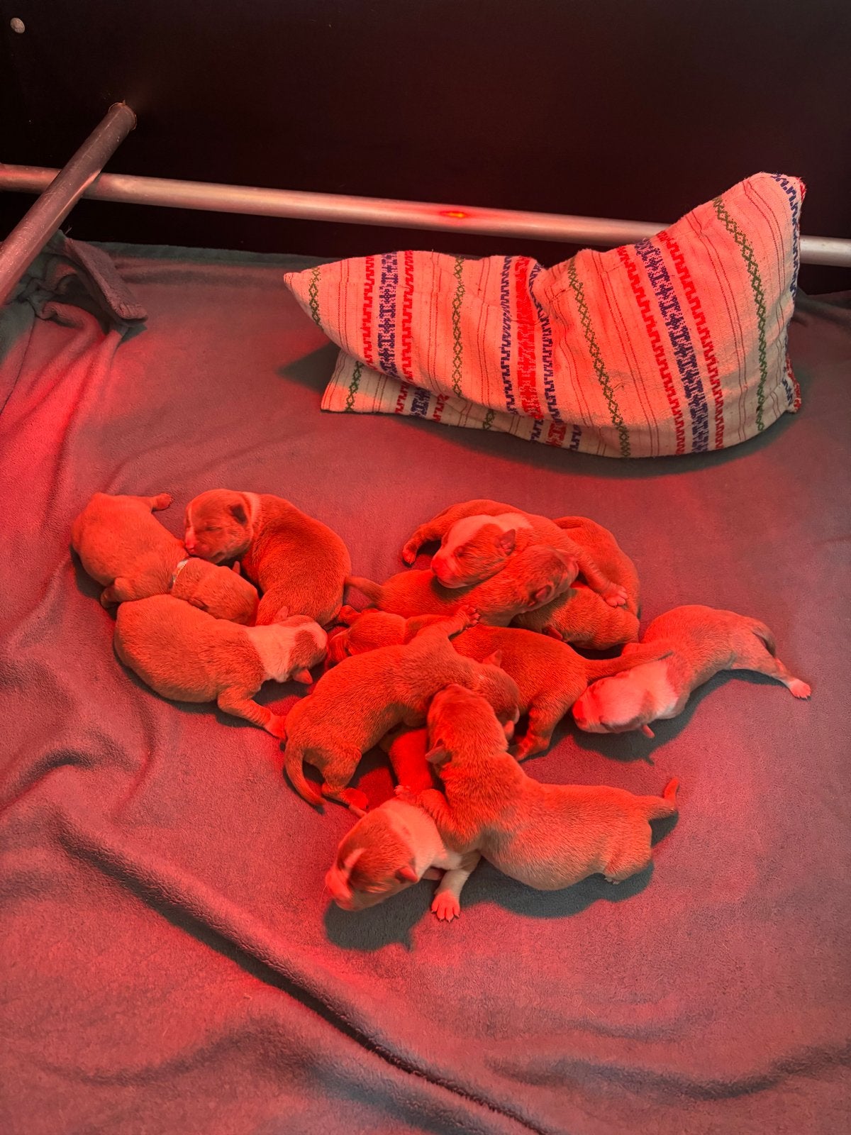 Pocket bullys, Dieren en Toebehoren, Honden | Niet-rashonden, Meerdere, Meerdere dieren, Middel, Nederland