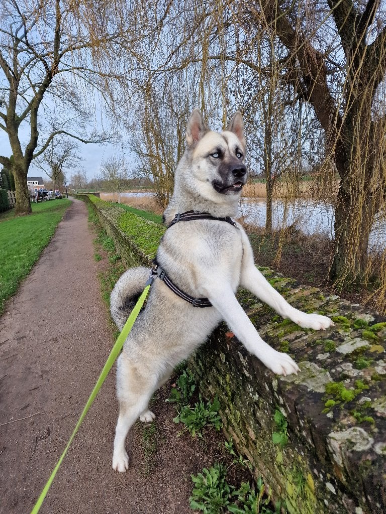 Mooiste Huskita Teef 4 jaar (Husky x Amerikaanse Akita)uniek, Teef, Poolhond, Parvo, Eén hond