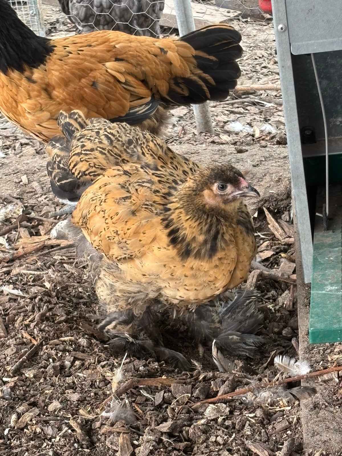 Brahma te koop, Meerdere dieren, Kip