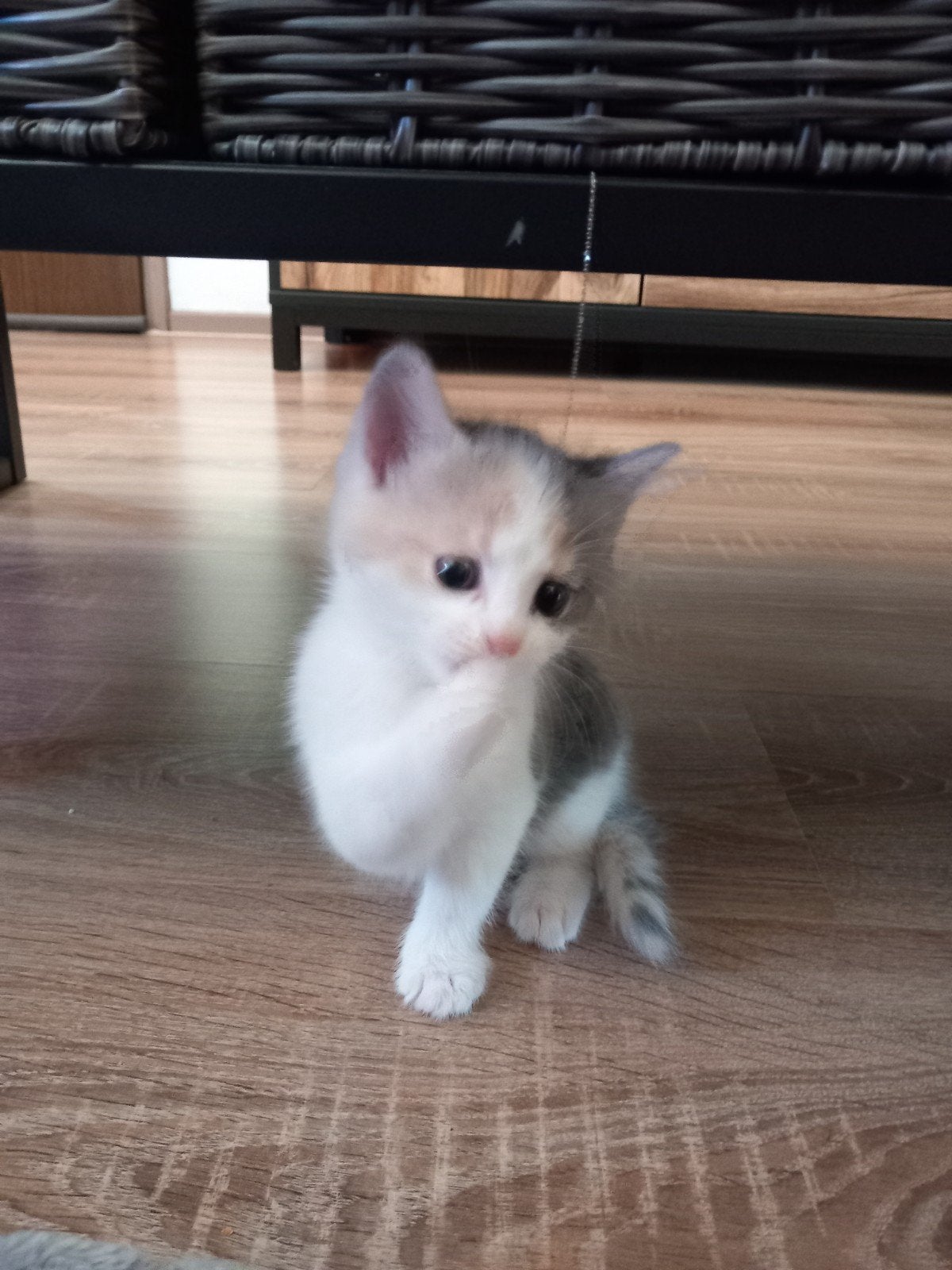 Blauwe rus X kittens, super sociaal en lief!, Dieren en Toebehoren, Meerdere dieren, Ontwormd, 0 tot 2 jaar