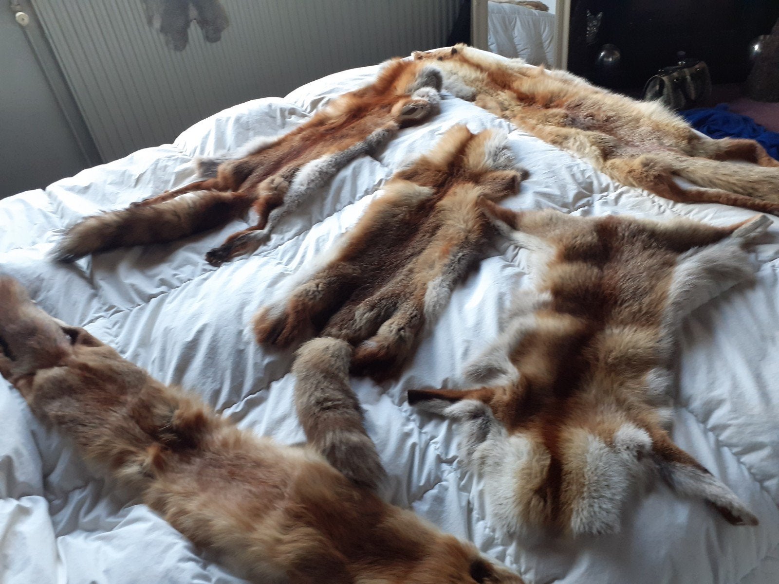 5 echte red fox bontvellen bontstola in 1 koop dekoratie, Ophalen of Verzenden, Zo goed als nieuw, Bruin