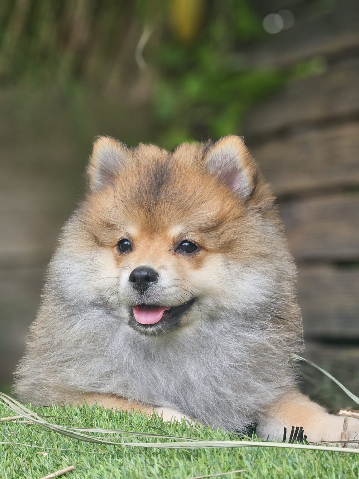 Pomeriaan teddy dog l twee reutjes beschikbaar, Dieren en Toebehoren, 8 tot 15 weken, Meerdere, Meerdere dieren, Nederland