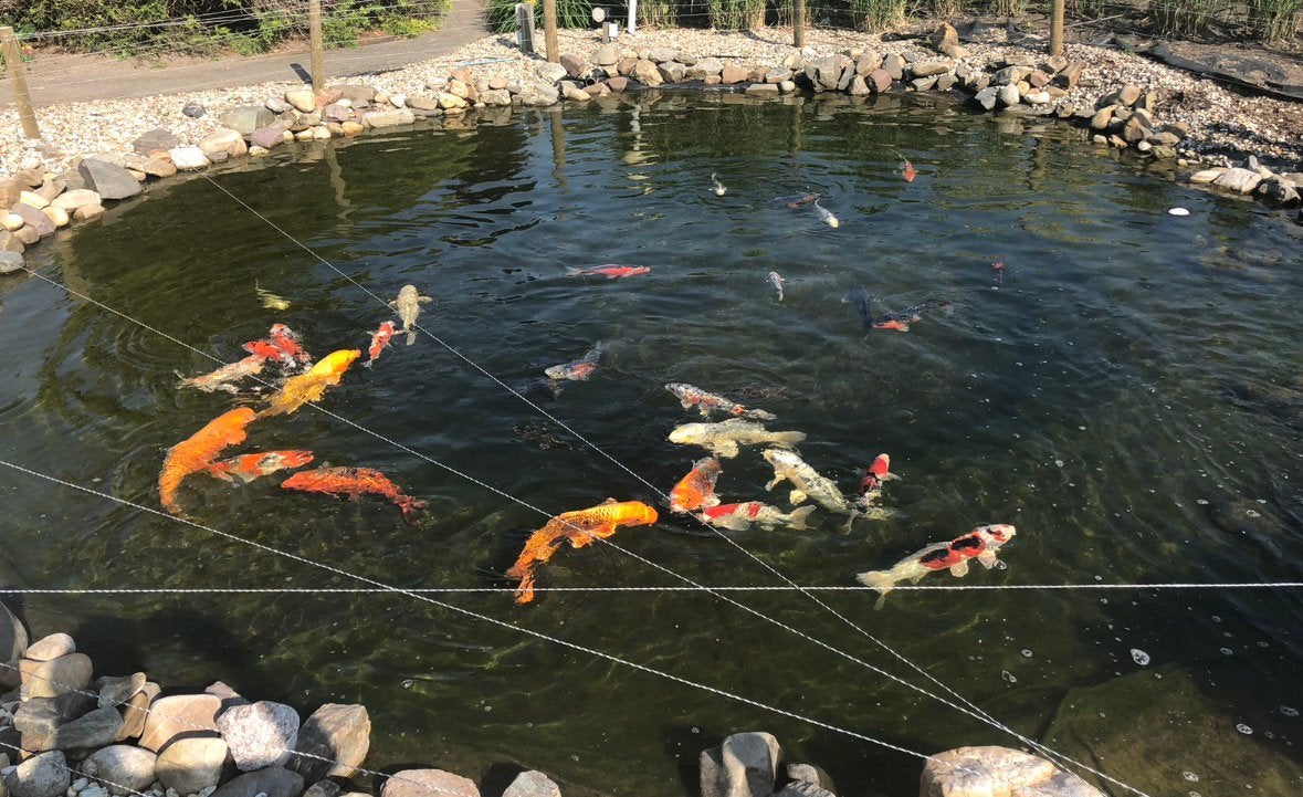Trommelfilter en koi karpers, Karper of Koi