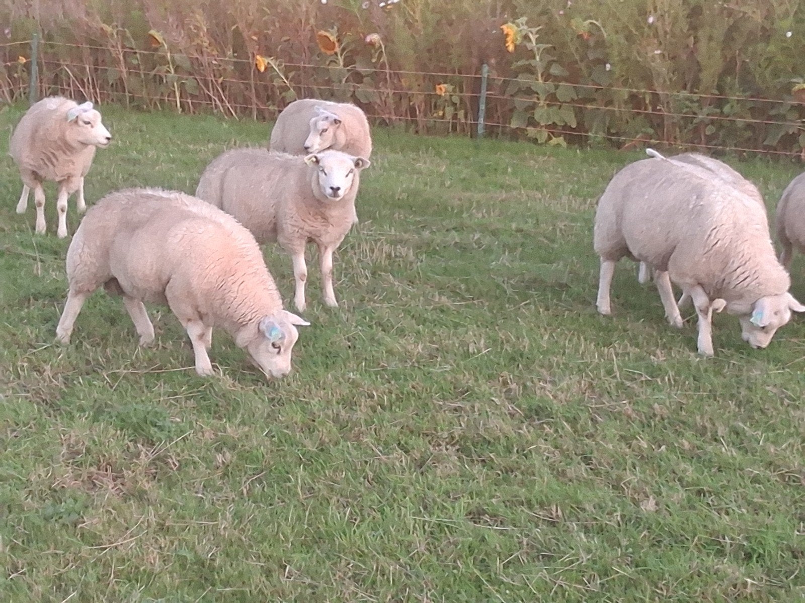 dekrammen, Dieren en Toebehoren, Schapen, Geiten en Varkens, Vrouwelijk, Schaap