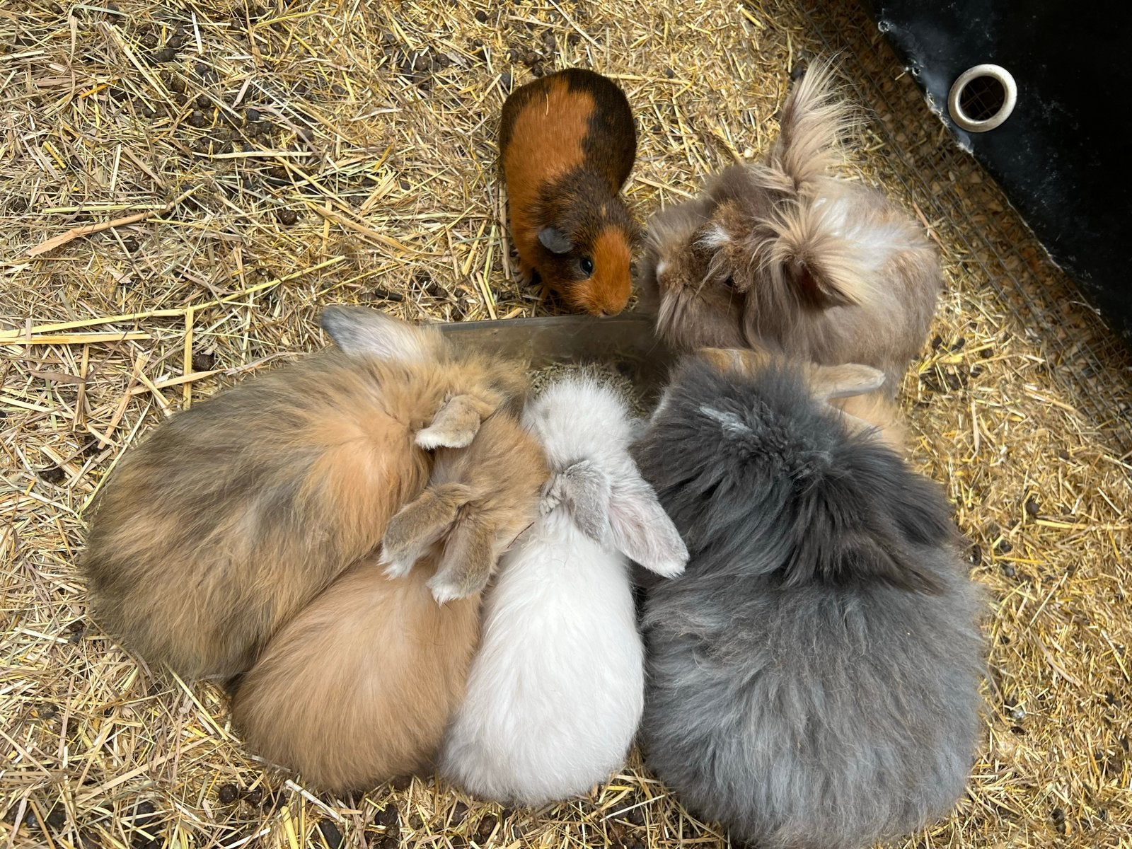 Onze lieve Engelse Angora Doodle heeft babies, Dieren en Toebehoren, Meerdere dieren, Groot, 0 tot 2 jaar