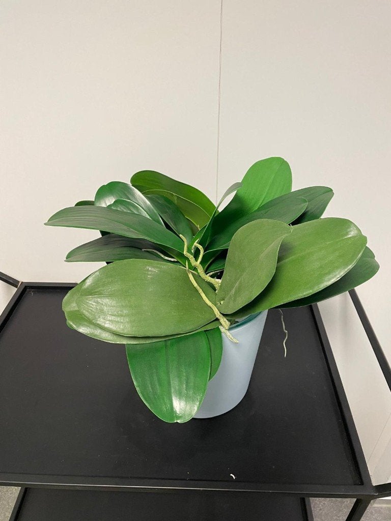 kunstplanten orchidee blad in pot, Ophalen, Groen, 30 cm, Kunstplant