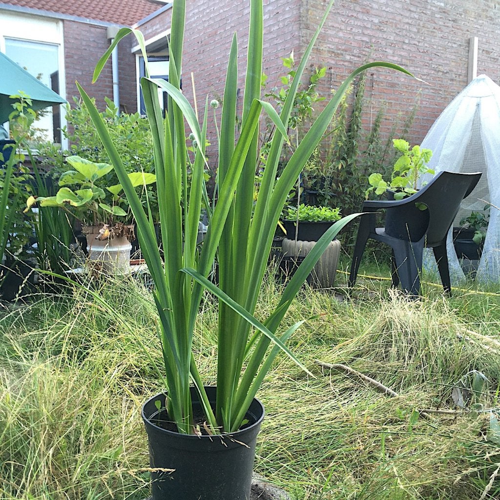 Gele lis/iris, Tuin en Terras, Planten | Tuinplanten, Vaste plant, Vijverplanten, Halfschaduw, Ophalen