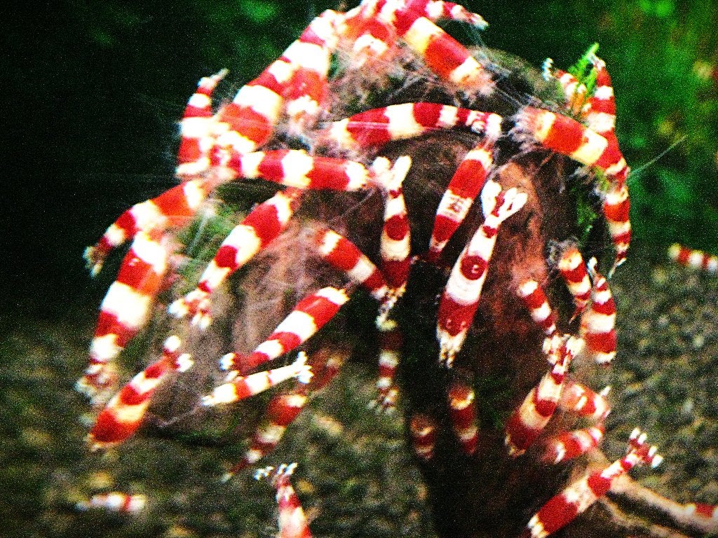 Crystal red garnalen prl kwaliteit ook verzenden nu 1,50, Kreeft, Krab of Garnaal, Zoetwatervis, Schoolvis