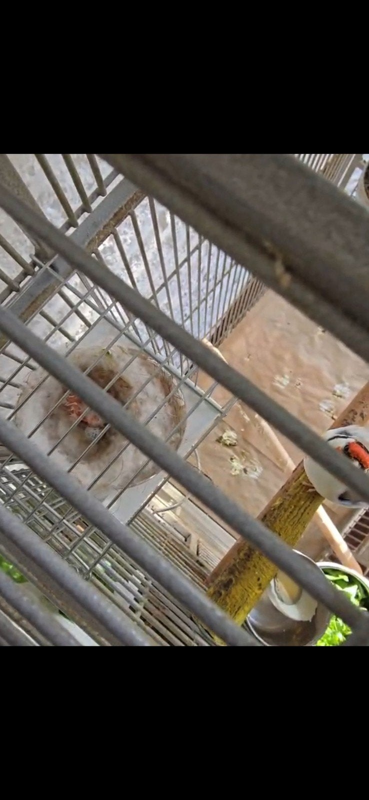 Putter koppel met jongen, Dieren en Toebehoren