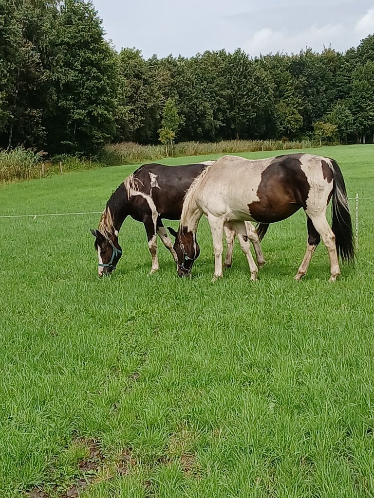 Drachtige Bonte fokmerrie, Dieren en Toebehoren, Merrie, 160 tot 165 cm, Springpaard, 11 jaar of ouder