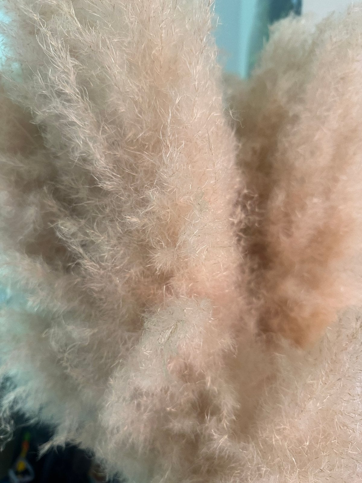 Pampas pluimen 100% echt, Ophalen, Zo goed als nieuw