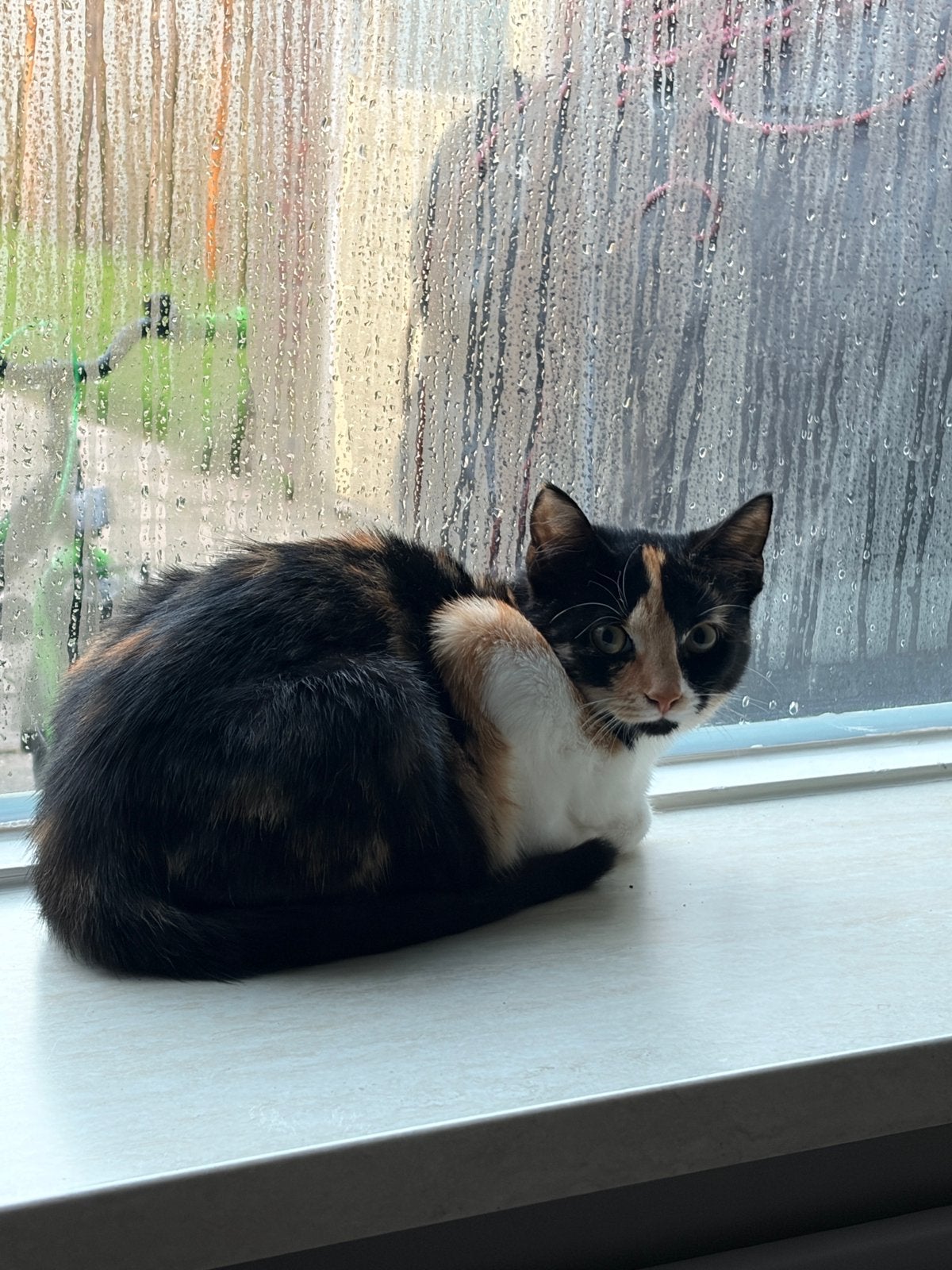 Kitten, Dieren en Toebehoren, Poes, Kortharig, 0 tot 2 jaar