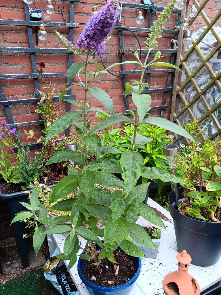 Paarse vlinderstruik, Ophalen, Vaste plant, Overige soorten, Volle zon