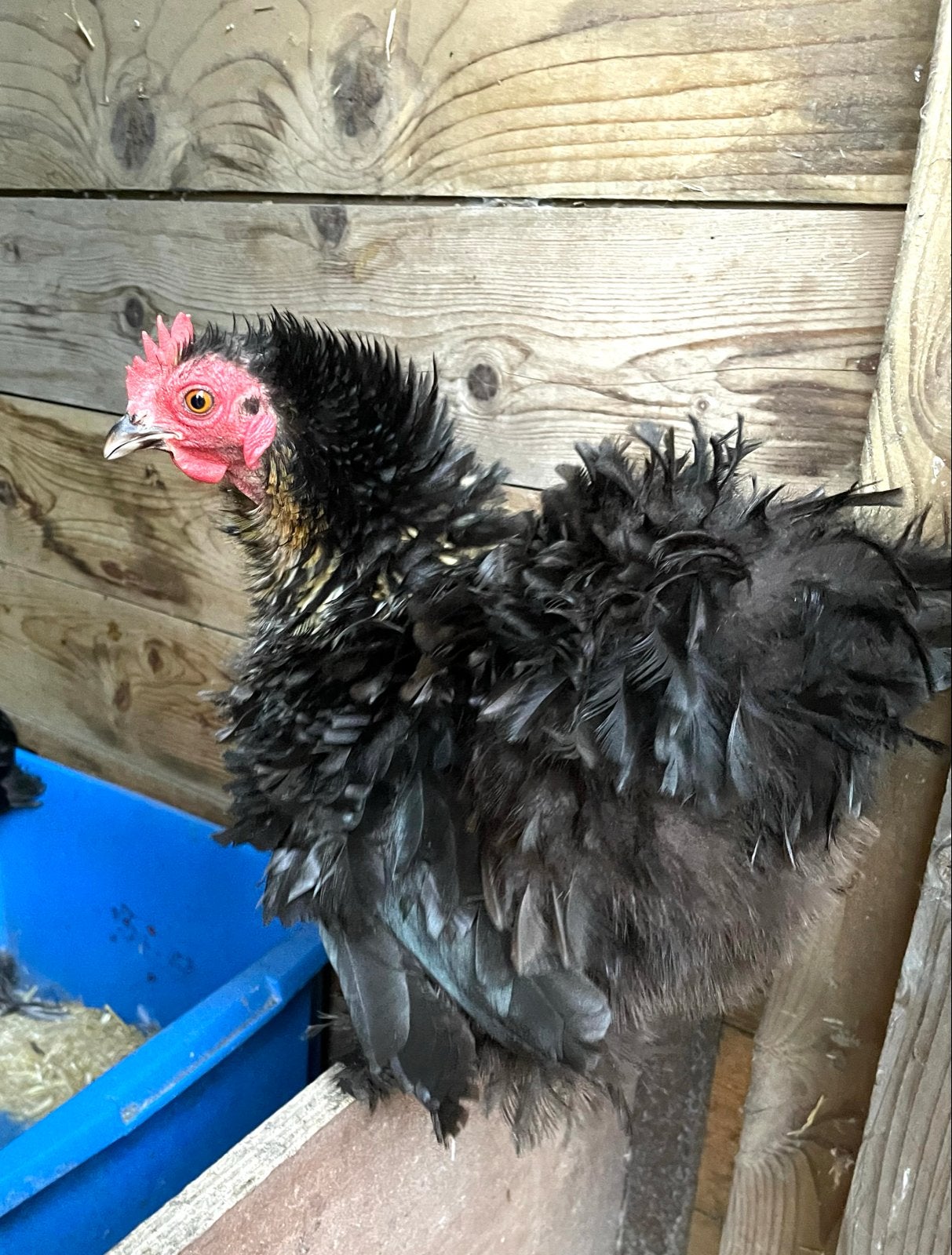 Te koop Cochin hennetjes en haantjes, Vrouwelijk, Kip
