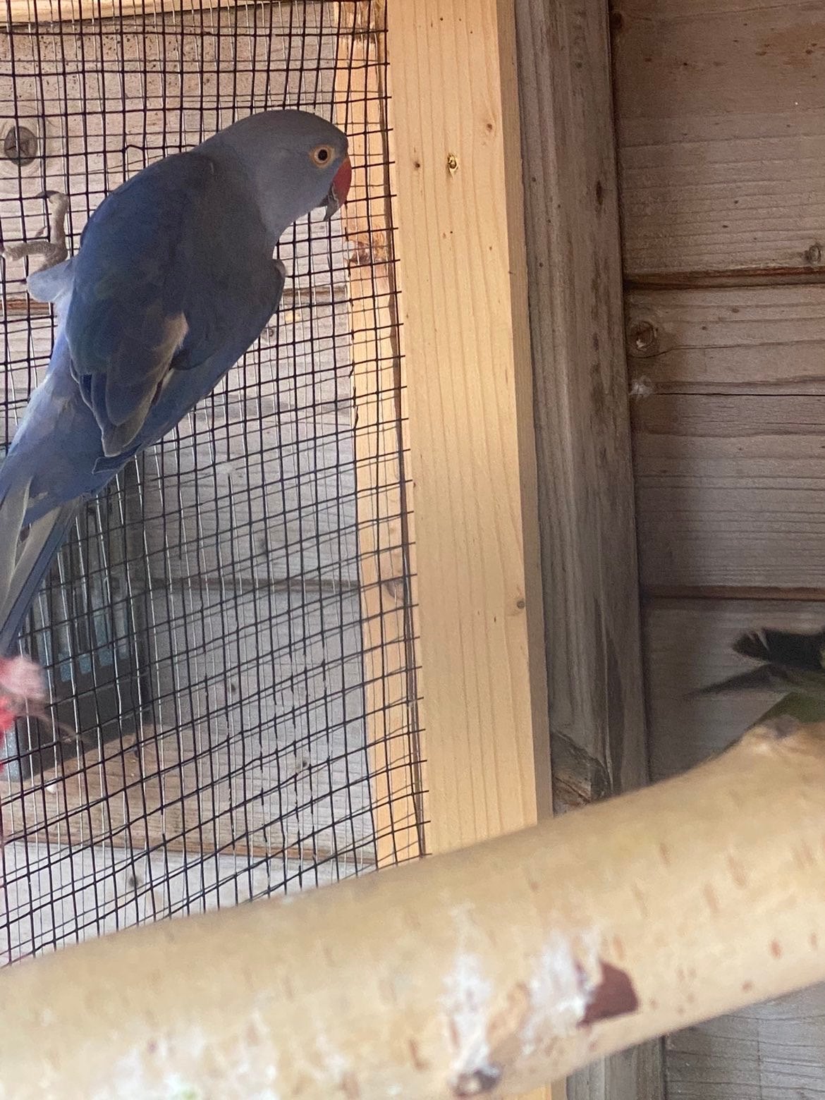 Halsband parkiet lees advertentie goed !, Dieren en Toebehoren, Vogels | Parkieten en Papegaaien, Meerdere dieren, Parkiet, Geringd