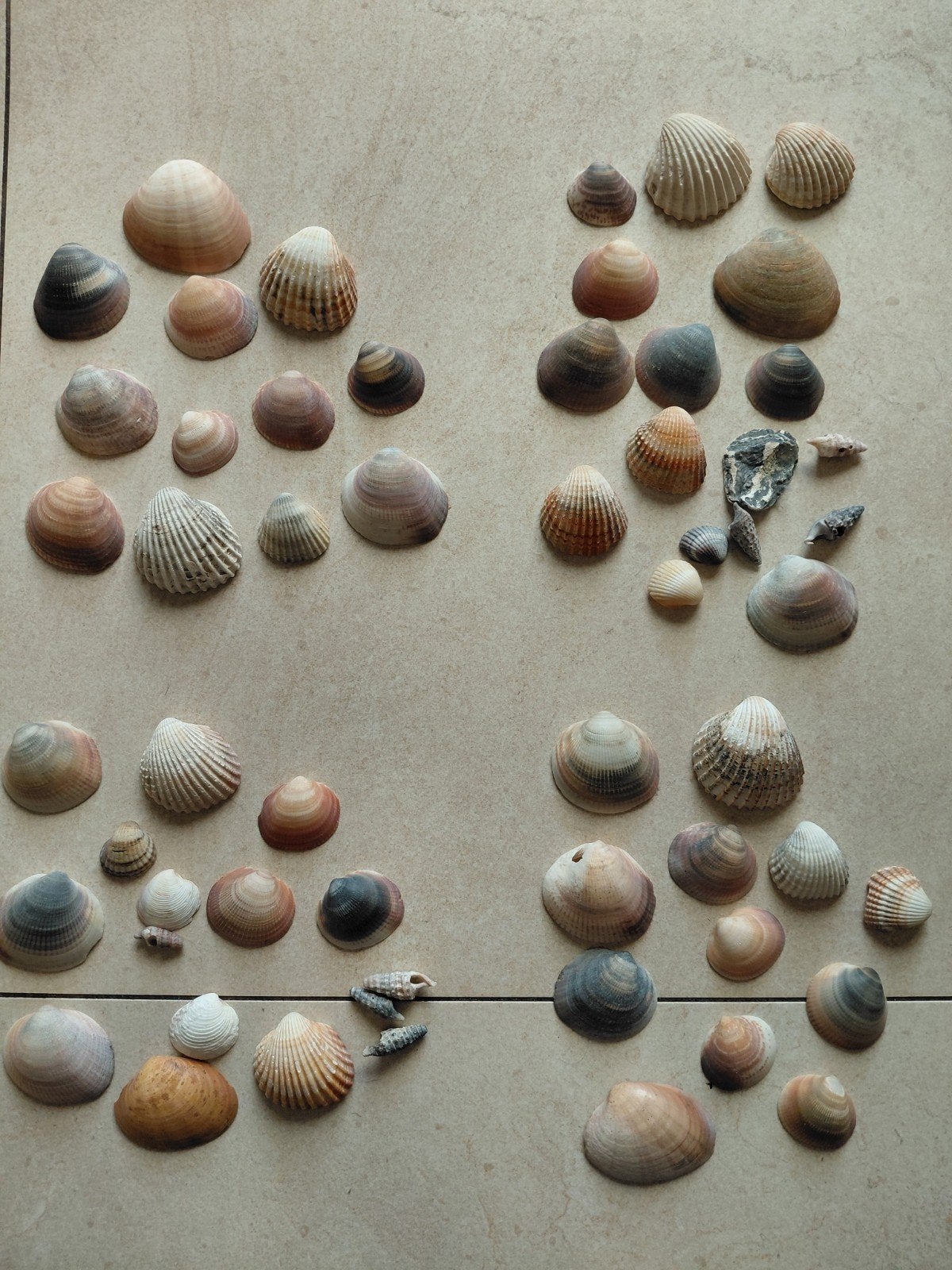 Verzameling schelpen, Verzamelen, Ophalen of Verzenden, Schelp(en)