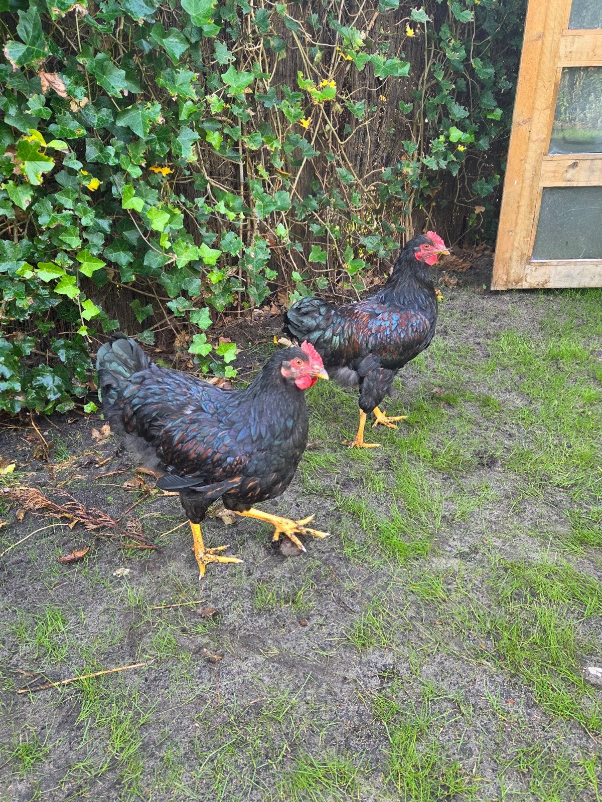 4 barnevelders (haantjes) gratis