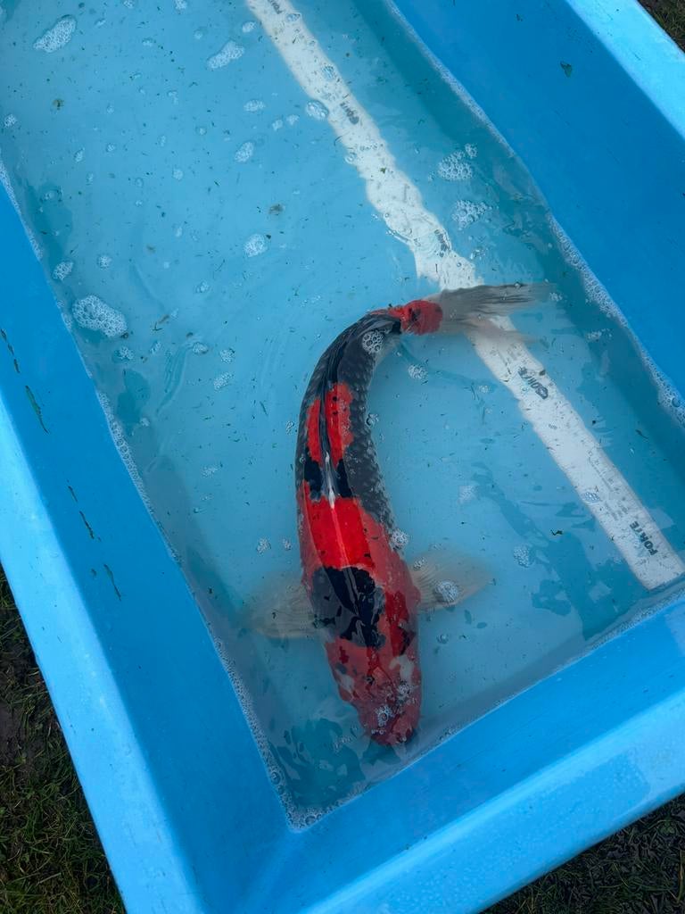 Supper mooie koi kwaliteit, Karper of Koi