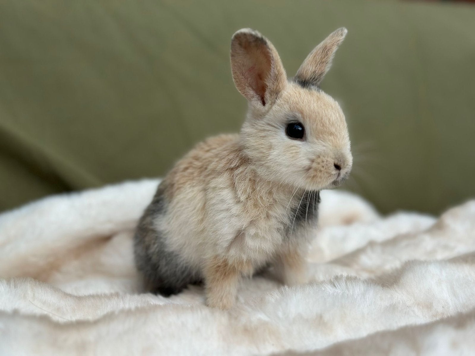 Baby konijntje, Dieren en Toebehoren, Konijnen, Mannelijk, Dwerg