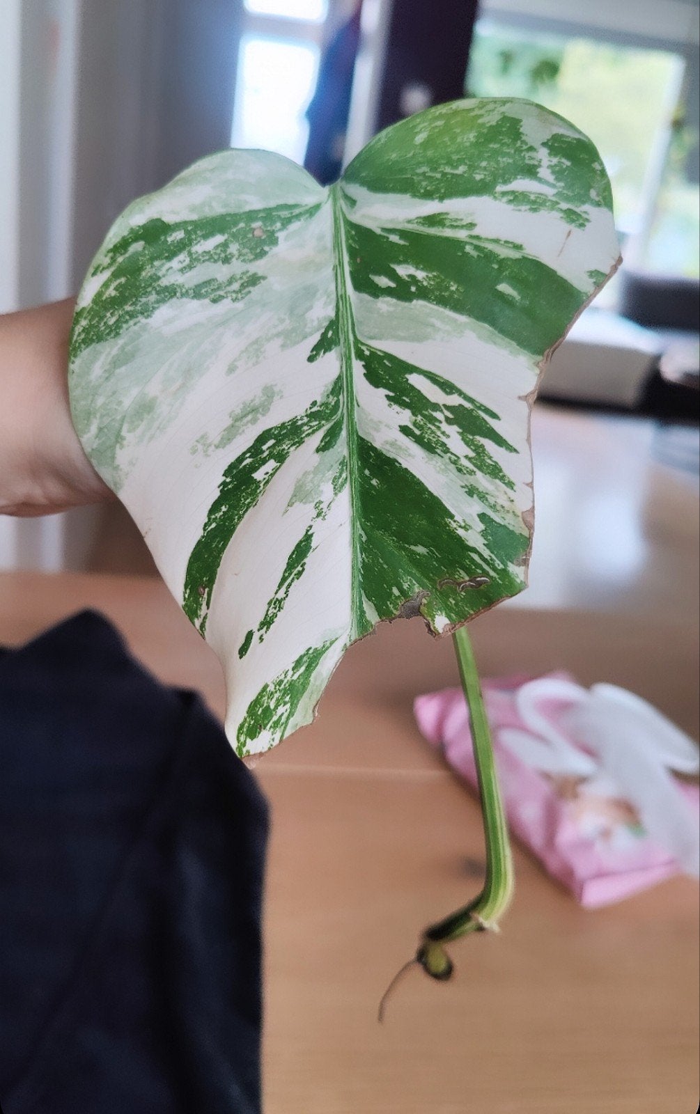 Monstera variegata stek kneusje, Ophalen, Halfschaduw, Minder dan 100 cm