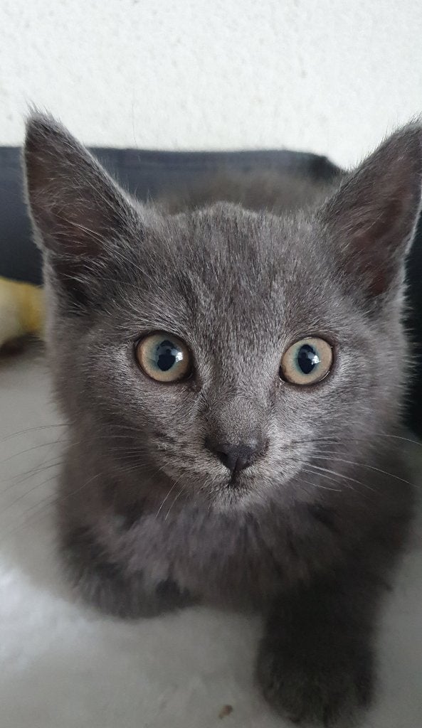 Lieve Britse Korthaar-Blauwe Rus kittens (nog 2 beschikbaar), Meerdere dieren, Ontwormd, 0 tot 2 jaar