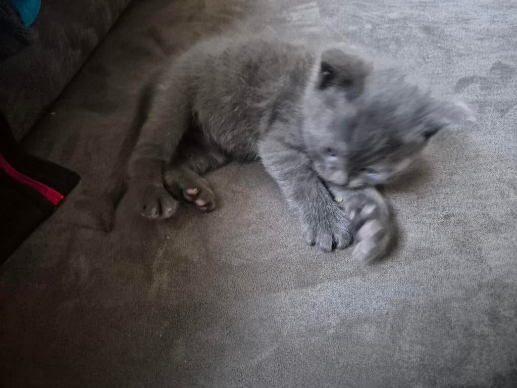 Blauwe kitten, Dieren en Toebehoren, Poes, Ontwormd