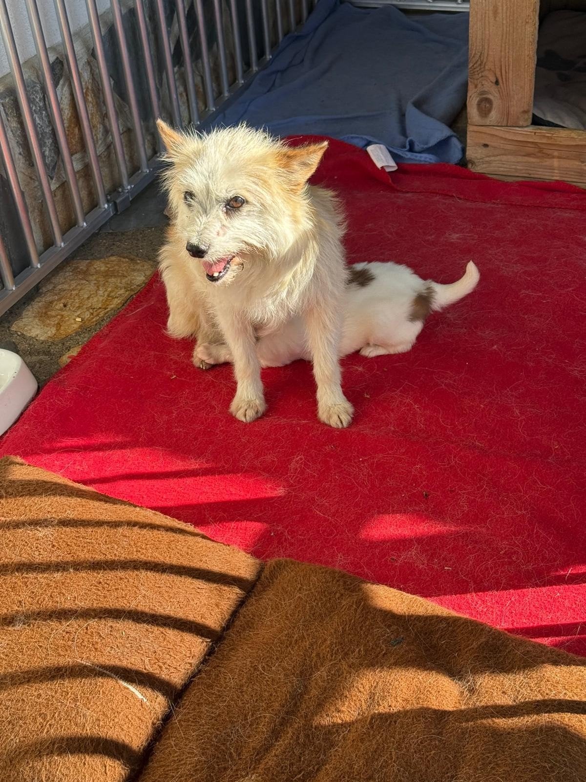 Puppy zoekt thuis, ter adoptie, Dieren en Toebehoren, 15 weken tot 1 jaar, Handelaar, Buitenland, Parvo