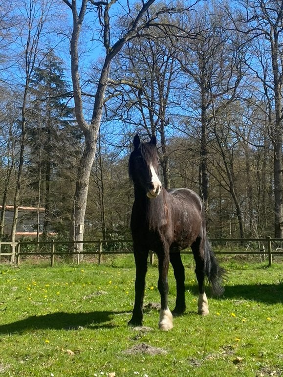 Leuke bijrijd(st)er gezocht voor Welsh Cob ruin Kelt, Ophalen