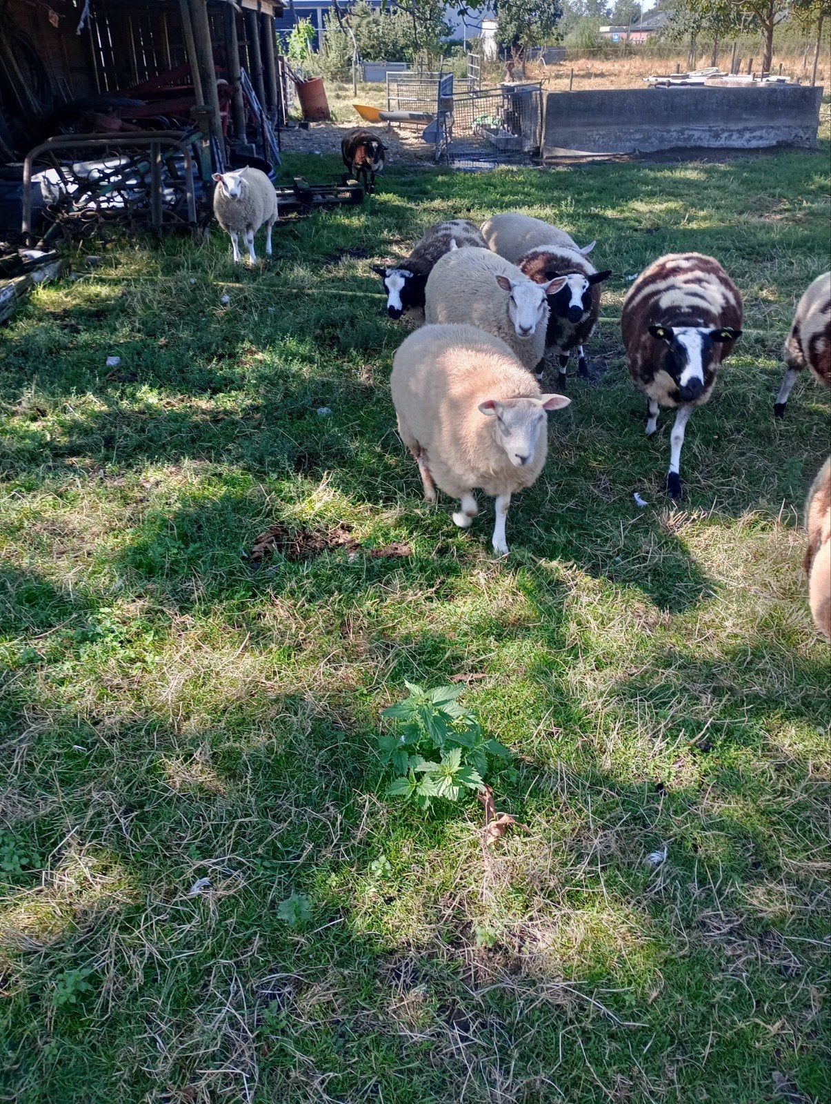 schapenlammeren tekoop, Dieren en Toebehoren, Meerdere dieren, Schaap