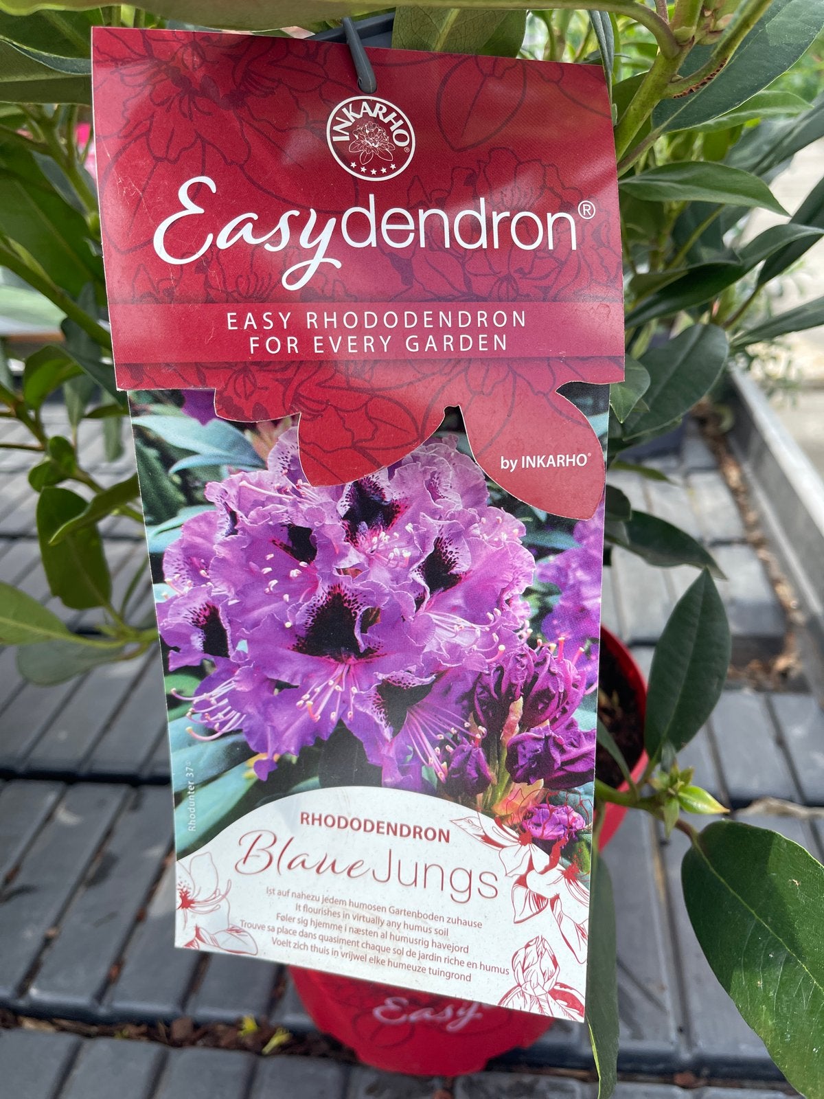 Rhododendron 'Blauwe Jungs' - Easy Rhododendron, Vaste plant, Halfschaduw, Lente, Ophalen