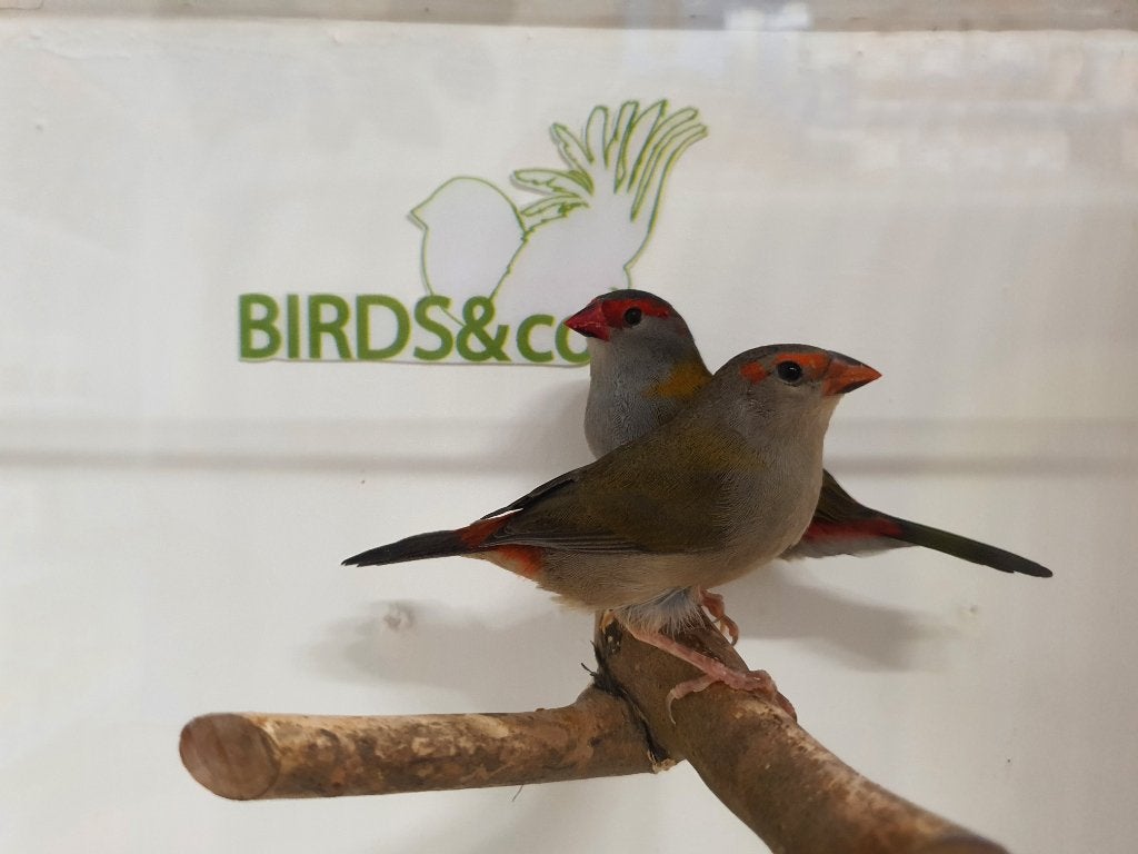 Koppel Dornastrildes beschikbaar, Dieren en Toebehoren, Meerdere dieren, Tropenvogel