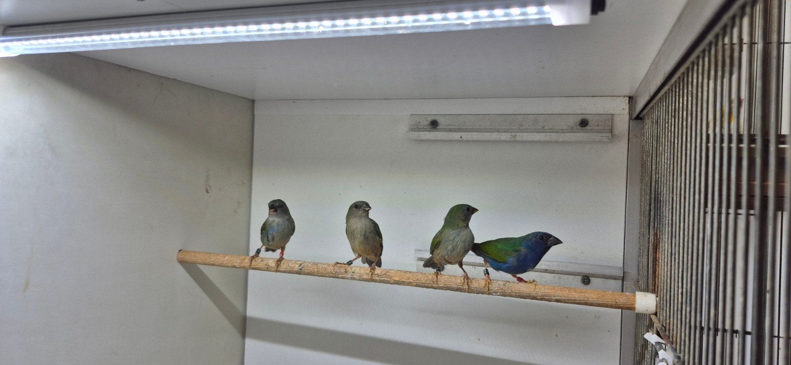 2-2 Forbes papagaai amadine, Dieren en Toebehoren, Vogels | Overige Vogels, Meerdere dieren, Tropenvogel, Geringd