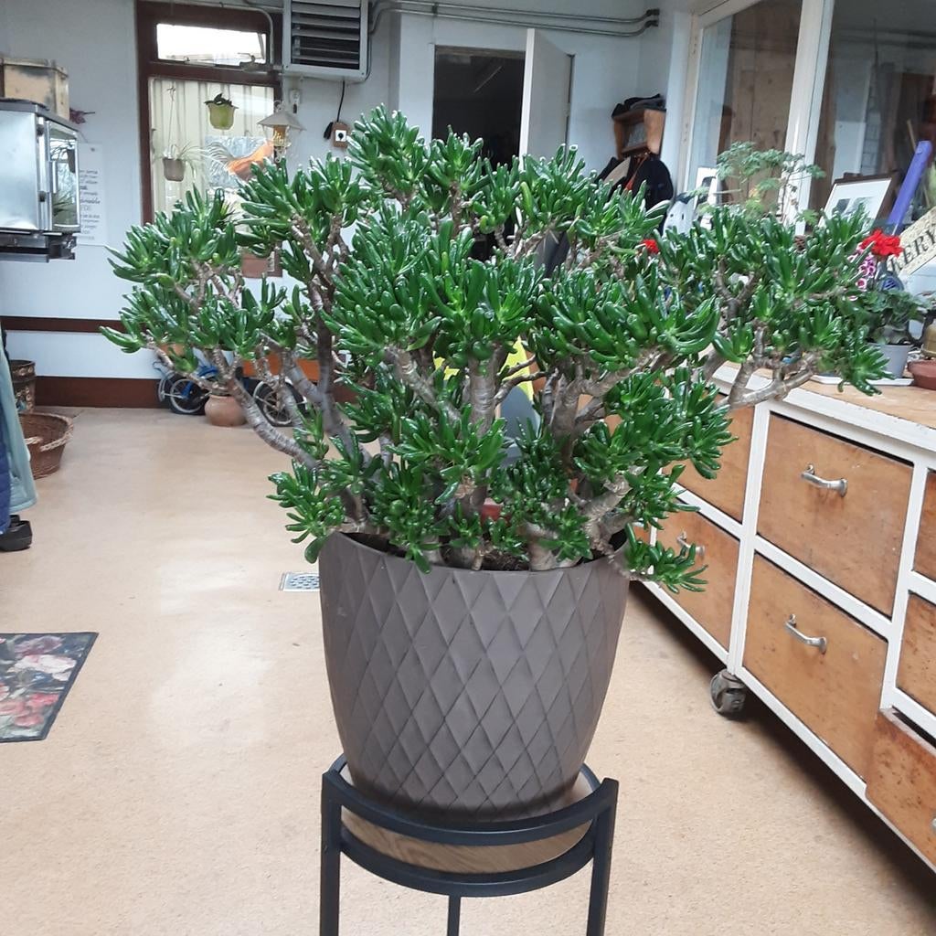 Prachtige gezonde grote plant (Jade plant) geldboom., Ophalen, Vetplant, In pot, Minder dan 100 cm