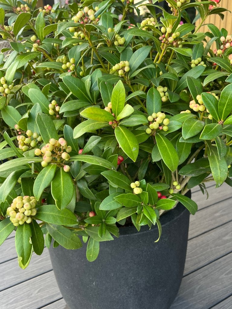 Skimmia Japonica incl. Urban smooth egg bloembak, Vaste plant, Halfschaduw, Winter, Ophalen