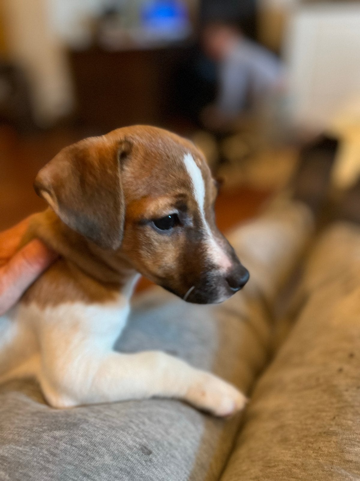 Zeer mooie kleine jackrussel pupje teefje, Parvo, Jack Russell Terriër, 8 tot 15 weken, Teef