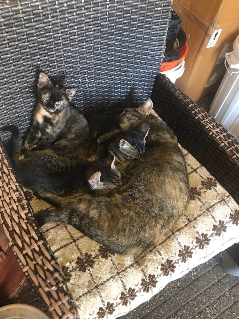 Kittens, Dieren en Toebehoren, Meerdere dieren, Ontwormd, 0 tot 2 jaar