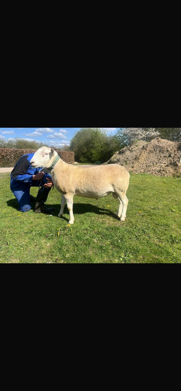 Swifter Stamboek dekram, Mannelijk, Schaap