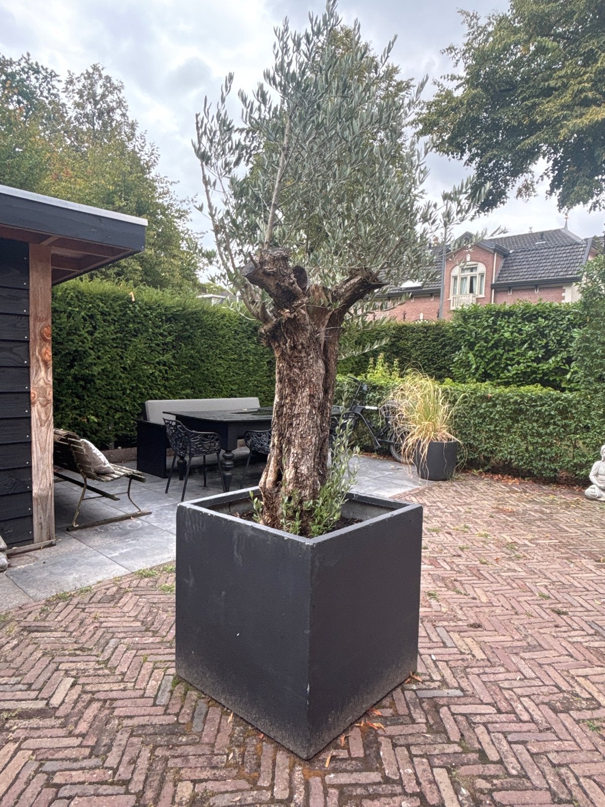 Grote olijfboom in pot, Volle zon, Vaste plant, Lente, Ophalen