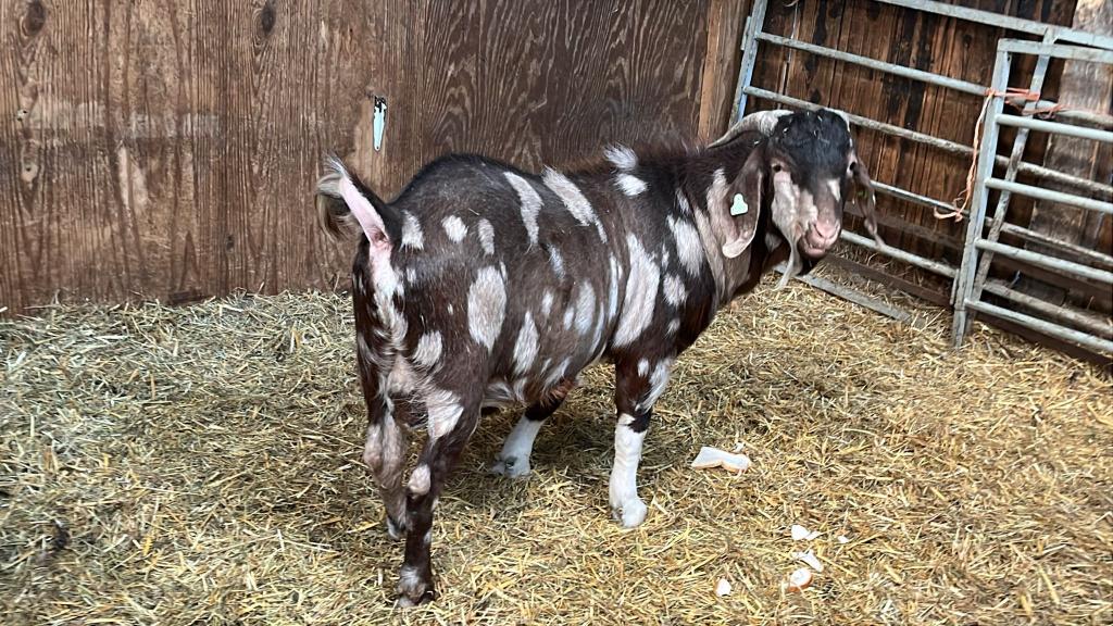 boerbok met maanvlekken, Dieren en Toebehoren, Schapen, Geiten en Varkens, Mannelijk, Geit, 0 tot 2 jaar