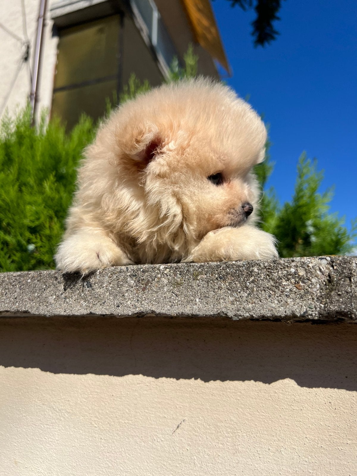 Pomeriaan, Dieren en Toebehoren, Honden | Poolhonden, Keeshonden en Oertypen, Particulier, Keeshond, Reu, 8 tot 15 weken