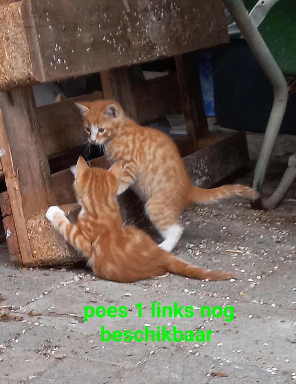 4lieve,tamme kittens,2rode en 3kleur(2x)3poezen,1xpoes/kater, Dieren en Toebehoren, Meerdere dieren, Kortharig, 0 tot 2 jaar