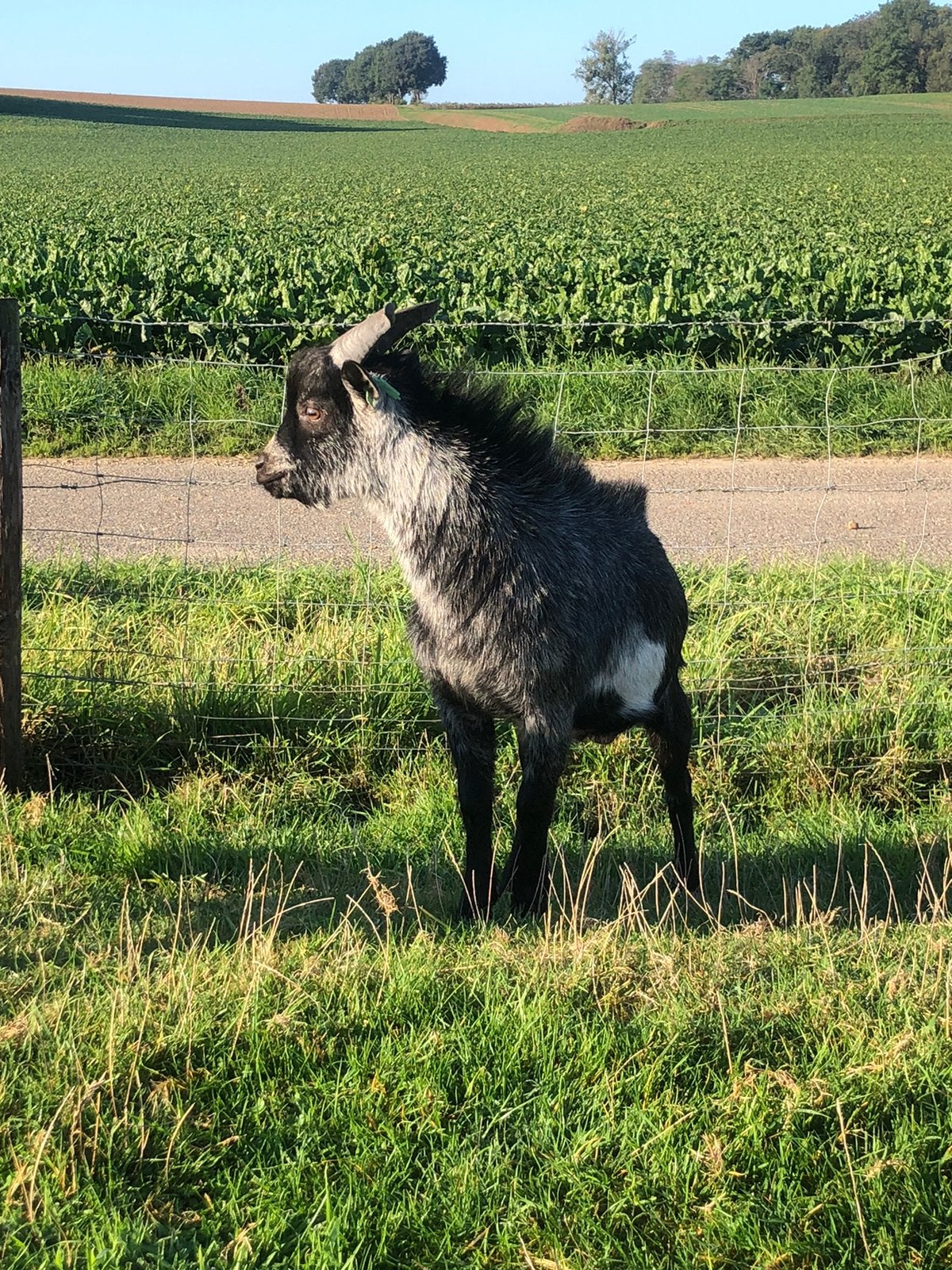 Zwartschimmel dwerggeiten bokje., Mannelijk, Geit
