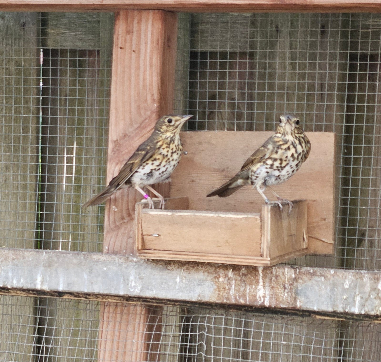 zanglijster, Meerdere dieren, Wildzangvogel, Geringd