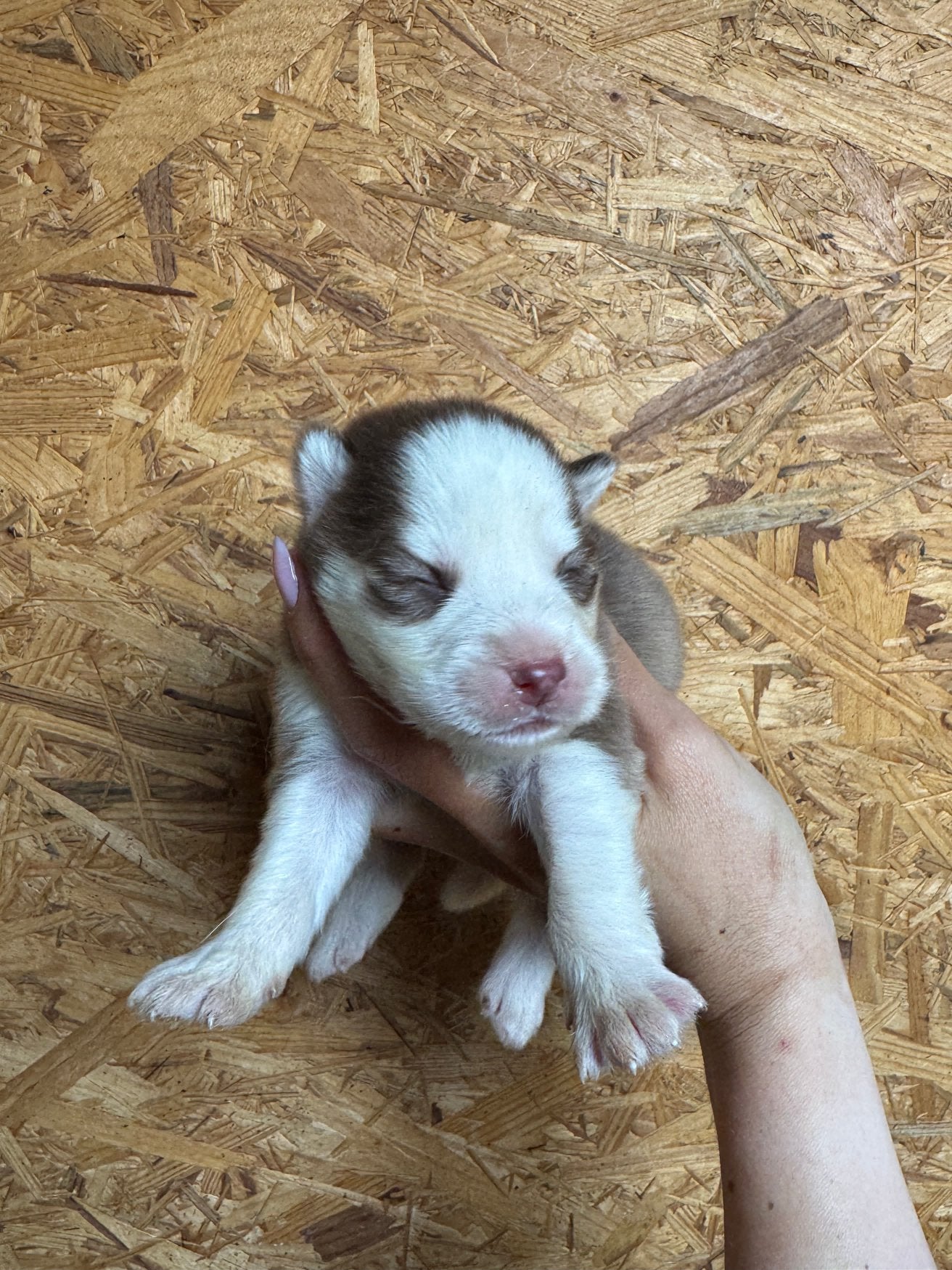 F4 Pomsky pups ter resevering (nog 4 reutjes beschikbaar), Dieren en Toebehoren, Honden | Poolhonden, Keeshonden en Oertypen, 8 tot 15 weken