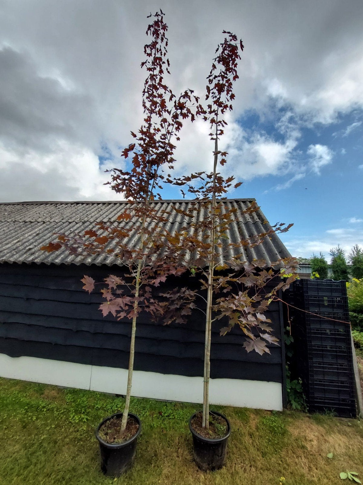 rode esdoorn Acer platanoides Royal Red, Tuin en Terras, Ophalen, Bloeit niet, Halfschaduw, Overige soorten